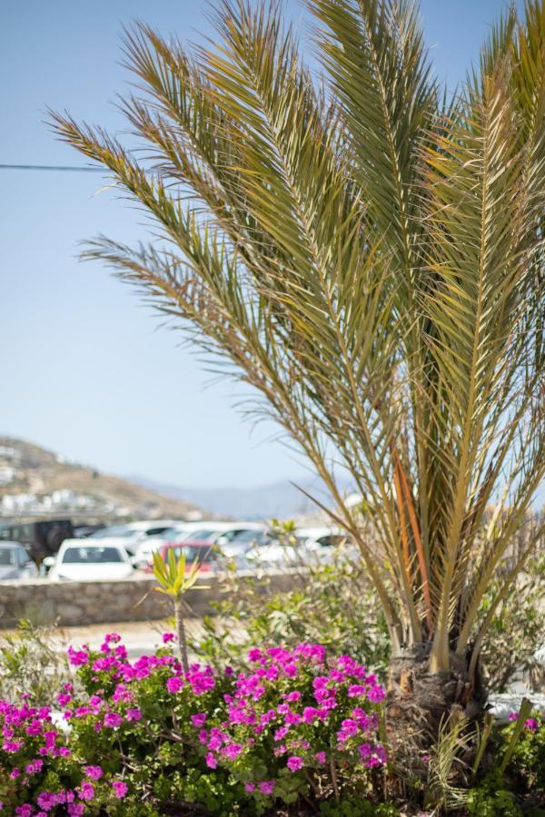 Eleftheria Hotel & Apartments Ornos  Buitenkant foto